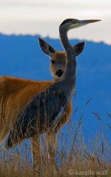 Deer and Heron