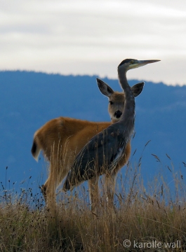 Heron and Doe