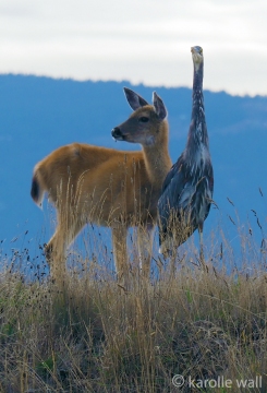 Black-tailed Deer and Heron