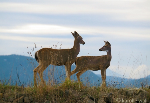 Two Black-tailed Does