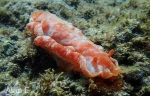 Spanish Dancer II, Hexabranchus sandwichensis