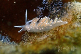 Coryphella trophina Coryphella trophina