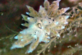 Homely Aeolid, Eubranchus rustyus Homely Aeolid, Eubranchus rustyus