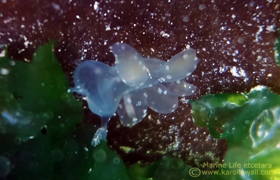 Juvenile Melibe leonina