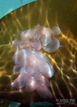 Young Melibe leonina Cluster
