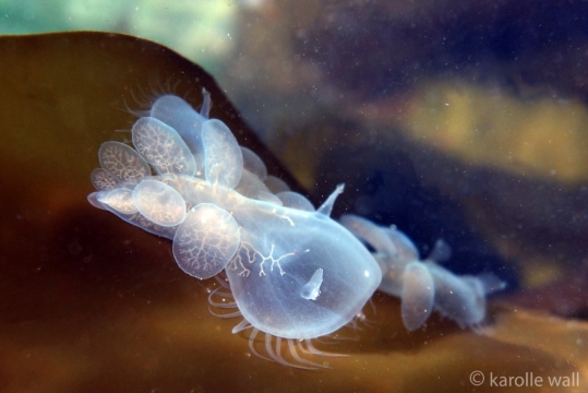 Lion Head Nudibranch Clustered on Kelp