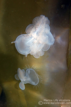 Melibe leonina Clustered on Kelp