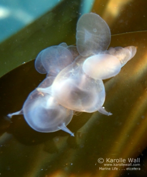 Juvenile Melibe leonina