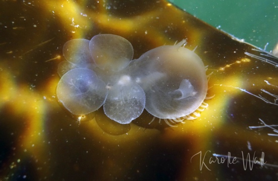 Lion-headed Nudibranch, Melibe Leonina on Kelp