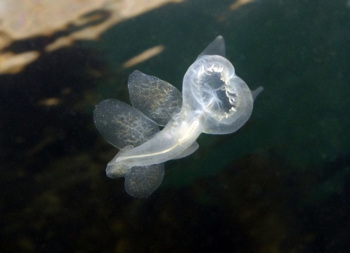 Hooded Nudibranch, Melibe Leonina