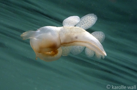 Hooded Nudibranch, Melibe leonina