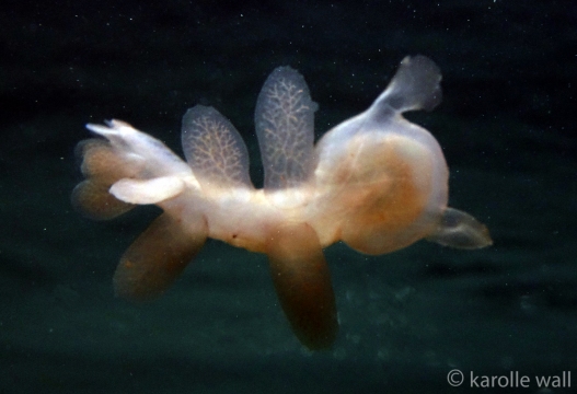 Hooded Nudibranch, Melibe leonina