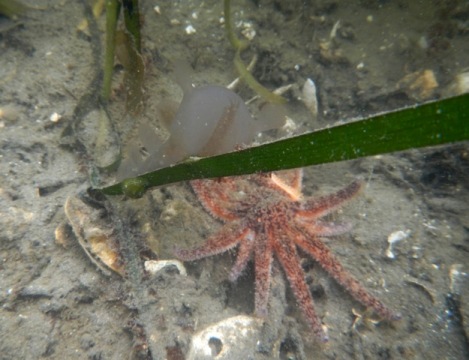 Melibe leonina, Sunflower Sea Star, Taylor's Sea Hare