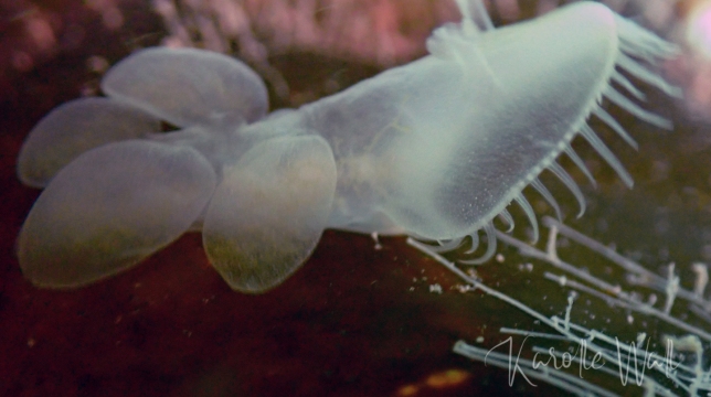 Lion-head Nudibranch, Melibe Leonina