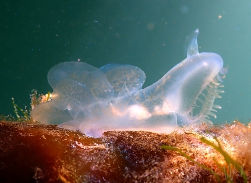 Lion-head Nudibranch, Melibe Leonina on Kelp