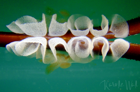 Melibe Leonina Eggs on Kelp