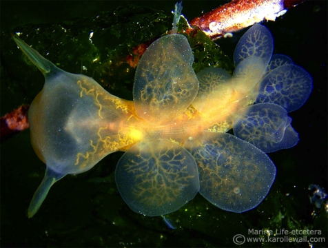 Hooded Nudibranch