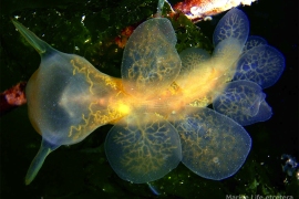 Hooded Nudibranch Hooded Nudibranch