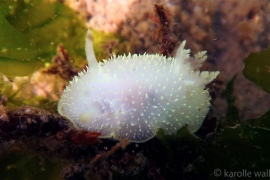 Hudson's Horned Dorid, Acanthodoris hudsoni Hudson's Horned Dorid, Acanthodoris hudsoni