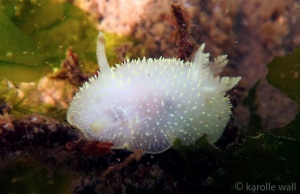 Hudson's Horned Dorid, Acanthodoris hudsoni