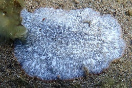 Imogine sp. A Imogine sp. A