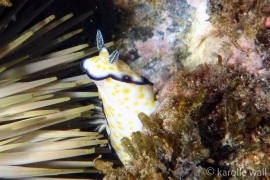 Imperial Nudibranch Imperial Nudibranch