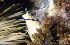 Imperial Nudibranch