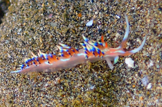 Coloria indica