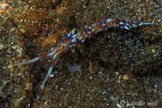 Coloria indica