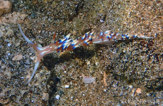 Coloria indica