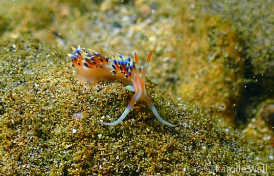 Coloria indica