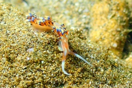 Coloria indica Coloria indica