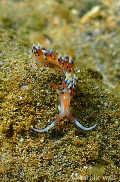 Coloria indica