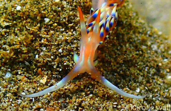Coloria indica