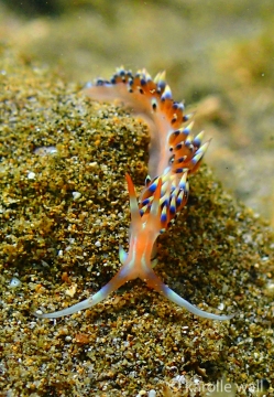 Coloria indica