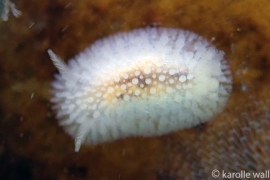 Janna's Dorid,Atalodoris jannae Janna's Dorid,Atalodoris jannae