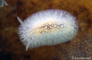 Janna's Dorid, Knoutsodonta jannae