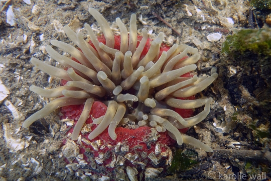Stubby Rose Anemone