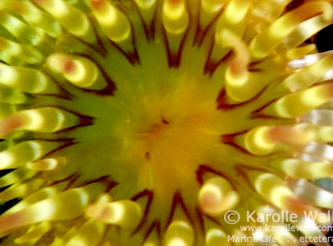 Painted Anemone