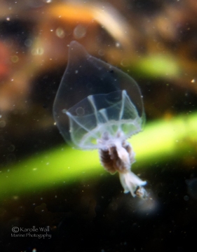 Hanging Stomach Jelly