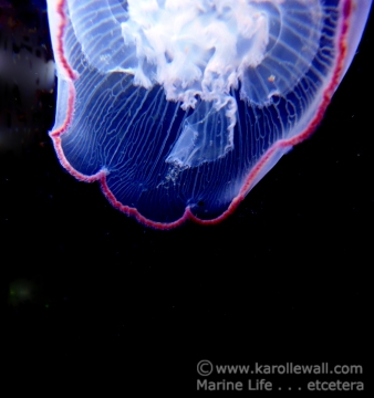 Moon Jelly Interior