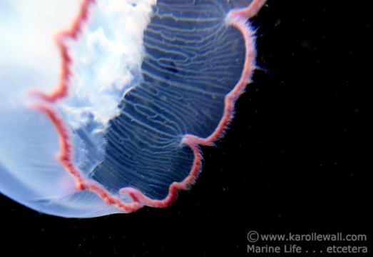 Moon Jelly Margin