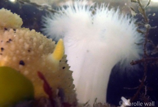 Monterey Dorid,  Plumose Anemone in Background