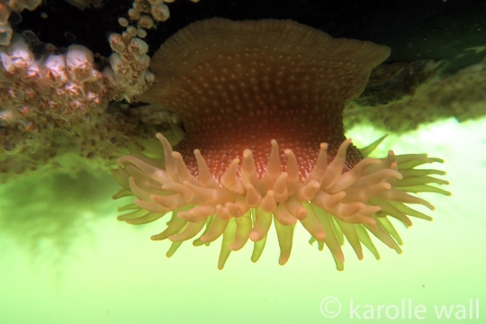 White Spotted Crimson Anemone