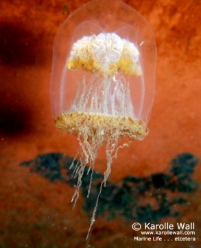 Blob Jelly