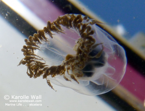 Stomach Jelly