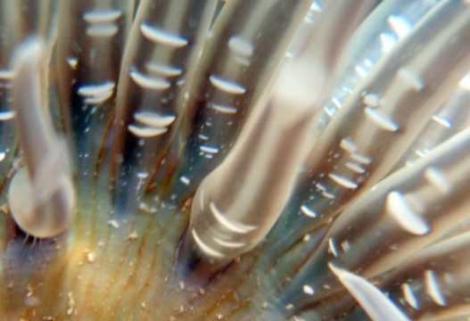 Burrowing Anemone