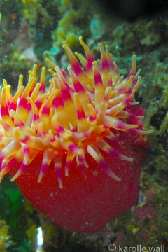 White-Spotted Crimson Anemone