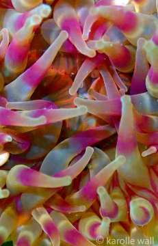 Painted Anemone