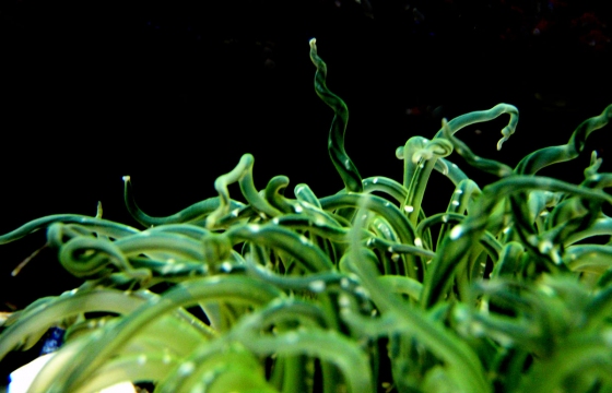 Burrowing Anemone in Tidepool